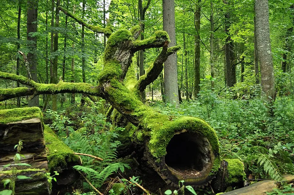 Wald im Białowieża-Nationalpark